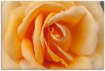 Art-Land Zarte Rose in Orange 30x20cm (35809341-0)