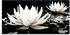 Art-Land Zwei Lotusblumen auf dem Wasser 100x50cm (96428329-0)
