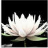 Art-Land Zwei Lotusblumen auf dem Wasser 40x40cm (65218411-0)
