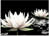 Artland Glasbild »Zwei Lotusblumen auf dem Wasser«, Blumen, (1 St.), in