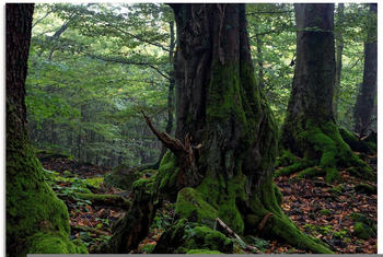 Art-Land Alte Bäume am Kraterrand 60x45cm (97236945-0)