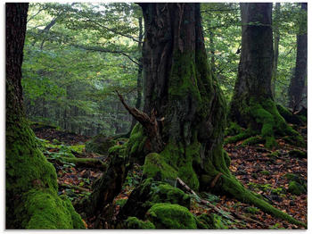 Art-Land Alte Bäume am Kraterrand 80x60cm (75767202-0)