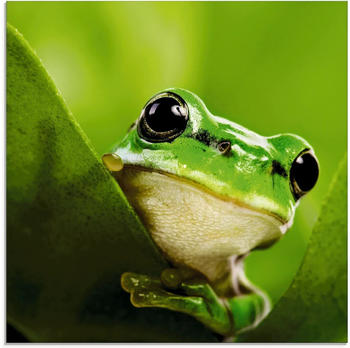 Art-Land Ausspähender Frosch 50x50cm (92831037-0)