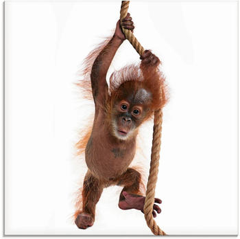 Art-Land Baby Sumatra Orang Utan hängt am Seil 30x30cm (50230345-0)