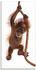 Art-Land Baby Sumatra Orang Utan hängt am Seil 30x60cm (89690635-0)