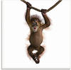 Artland Glasbild »Baby Orang Utan hängt an Seil II«, Wildtiere, (1 St.), in