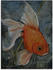 Art-Land Feng Shui Goldfisch 45x60cm (62538010-0)