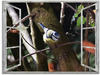 Artland Glasbild »Fensterblick - Blaumeise«, Vögel, (1 St.), in verschiedenen