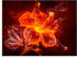 Art-Land Feuerblume 60x45cm (88313743-0)