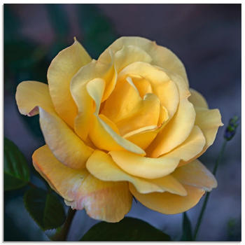 Art-Land Gelbe Rose 40x40cm (14012266-0)