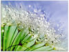 Artland Glasbild »Glitzernde Pusteblume«, Blumen, (1 St.), in verschiedenen