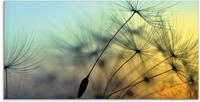 Artland Glasbild "Goldener Sonnenuntergang und Pusteblumen" Blumen 1 Stk. tlg....