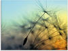 Artland Glasbild »Goldener Sonnenuntergang und Pusteblumen«, Blumen, (1 St.),...