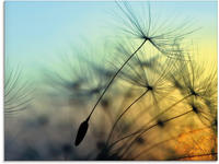 Artland Glasbild "Goldener Sonnenuntergang und Pusteblumen" Blumen 1 Stk. tlg....