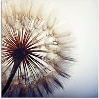 Artland Glasbild "Gro&szlig;e Pusteblume" Blumen 1 Stk. tlg. in verschiedenen Gr&ouml;&szlig;en