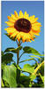 Artland Glasbild »Große Sonnenblume«, Blumen, (1 St.), in verschiedenen...