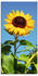 Art-Land Große Sonnenblume 50x100cm (68696753-0)