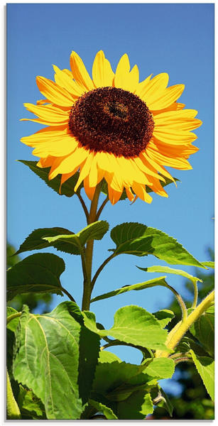 Art-Land Große Sonnenblume 50x100cm (68696753-0)
