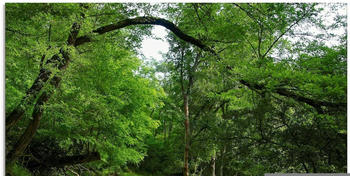 Art-Land Grüner Weg durch den Wald 80x60cm (25281711-0)