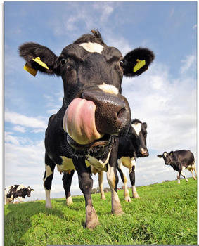 Art-Land Holstein-Kuh mit gewaltiger Zunge 45x60cm (20624727-0)