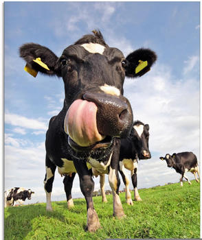 Art-Land Holstein-Kuh mit gewaltiger Zunge 60x80cm (63093049-0)