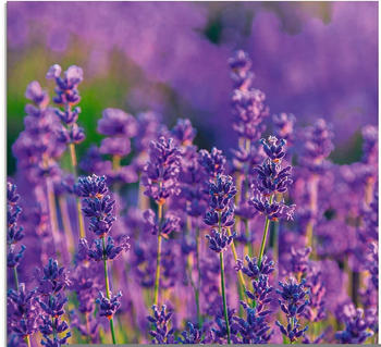 Art-Land Lavendelfeld in Tihany, Ungarn 20x20cm (24636941-0)