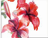 Artland Glasbild »Lilien«, Blumen, (1 St.), in verschiedenen Größen