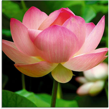 Art-Land Lotus Seerose 30x30cm (26302729-0)