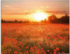 Artland Glasbild »Mohnblumenfeld bei Sonnenuntergang«, Blumen, (1 St.), in
