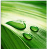 Artland Glasbild »Nahaufnahme eines grünen Pflanzenblattes«, Blätter, (1 St.), in