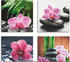 Art-Land Orchidee Zenstein Tropfen Spa Konzept 30x30cm (78013527-0)