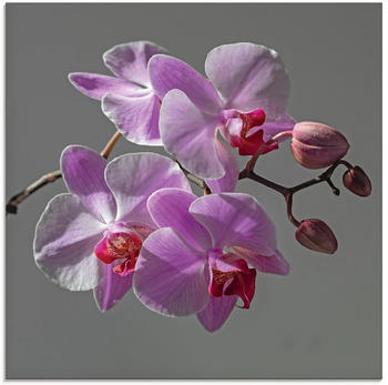 Art-Land Orchideentraum 50x50cm (69735827-0)