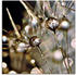 Art-Land Pusteblume mit Wasserperlen 50x50cm (35614745-0)
