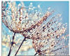 Artland Glasbild »Pusteblume Tröpfchenfänger«, Blumen, (1 St.), in verschiedenen