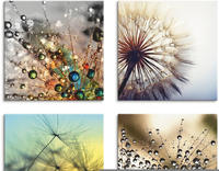 Artland Leinwandbild "Pusteblume,Nahaufnahme L&ouml;wenzahn" Blumen 4 Stk. tlg. 4er Set,