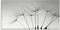 Artland Glasbild "Pusteblumen-Samen I" Blumen 1 Stk. tlg. in verschiedenen...