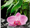 Artland Glasbild »Rosa Orchidee auf schwarzen Zen Steinen«, Blumen, (1 St.), in