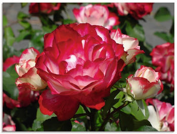 Art-Land Rot weiße Rosenblüte 60x45cm (48254433-0)