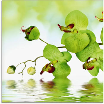 Art-Land Schöne Orchidee mit grünem Hintergrund 20x20cm (79619047-0)