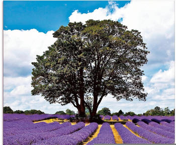 Art-Land Schönes Lavendelfeld im Sommer 20x20cm (88485763-0)
