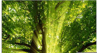 Artland Glasbild "Sonne strahlt explosiv durch den Baum" B&auml;ume 1 Stk. tlg. in