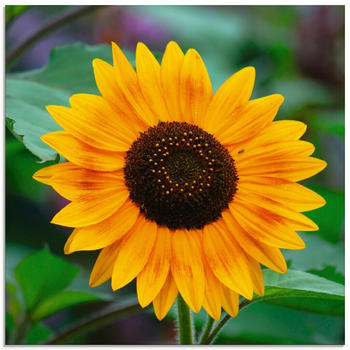 Art-Land Sonnenblume 50x50cm (90270257-0)