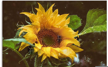 Art-Land Sonnenblume mit Wasserspiegelung 45x60cm (68948134-0)