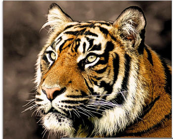 Art-Land Tiger sepia 30x30cm (70027529-0)