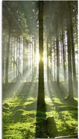 Artland Glasbild "Wald im Gegenlicht" Wald 1 Stk. tlg. in verschiedenen Gr&ouml;&szlig;en