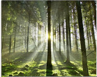 Artland Glasbild "Wald im Gegenlicht" Wald 1 Stk. tlg. in verschiedenen Gr&ouml;&szlig;en