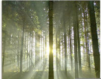 Artland Glasbild "Wald im Gegenlicht" Wald 1 Stk. tlg. in verschiedenen Gr&ouml;&szlig;en