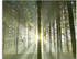 Art-Land Wald im Gegenlicht 60x80cm (24273869-0)