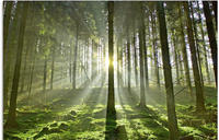 Artland Glasbild "Wald im Gegenlicht" Wald 1 Stk. tlg. in verschiedenen Gr&ouml;&szlig;en