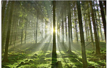 Art-Land Wald im Gegenlicht 80x60cm (76617237-0)